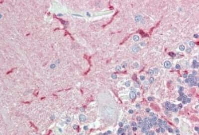 Immunohistochemistry-Paraffin: IGSF4D/SynCAM2/CADM2 Antibody [NBP3-14377] - Immunohistochemistry of formalin-fixed, paraffin-embedded human cerebellum after heat-induced antigen retrieval.
